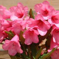 Rhododendron rose 'Winsome'